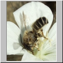 Megachile ericetorum - Blattschneiderbiene m06.jpg